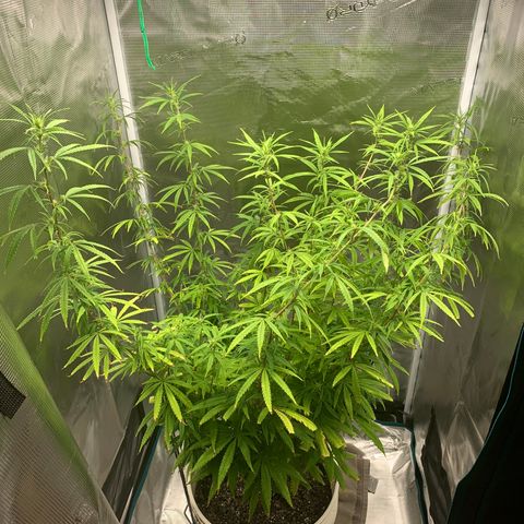 Unknown strain growlog timeline photo