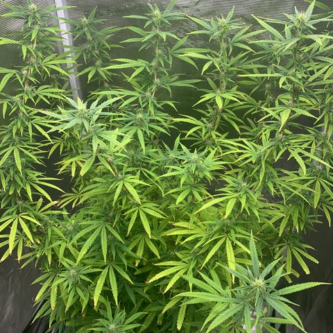 Unknown strain growlog timeline photo