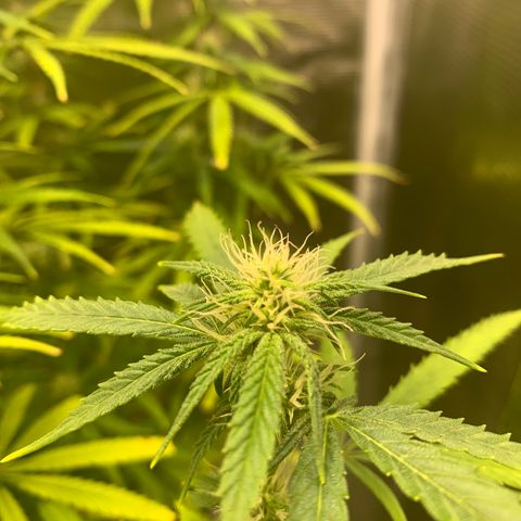 Unknown strain growlog timeline photo
