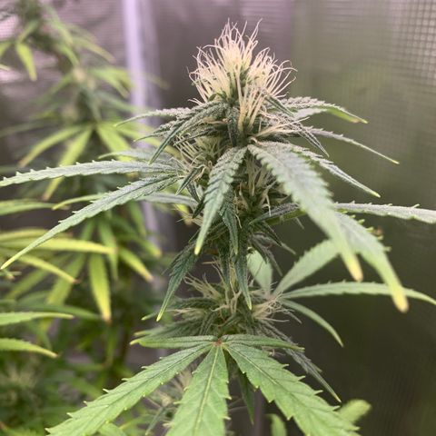 Unknown strain growlog timeline photo