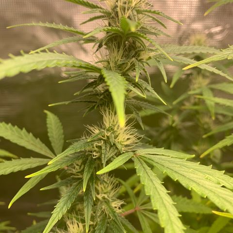Unknown strain growlog timeline photo