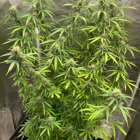 Unknown strain growlog timeline photo