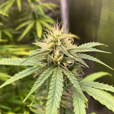 Unknown strain growlog timeline photo