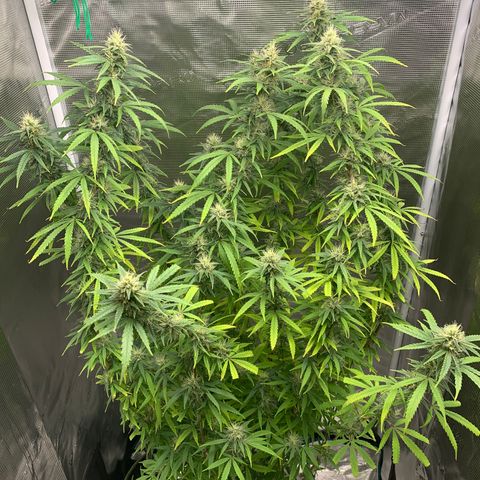 Unknown strain growlog timeline photo