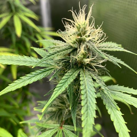 Unknown strain growlog timeline photo