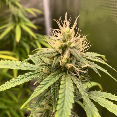 Unknown strain growlog timeline photo