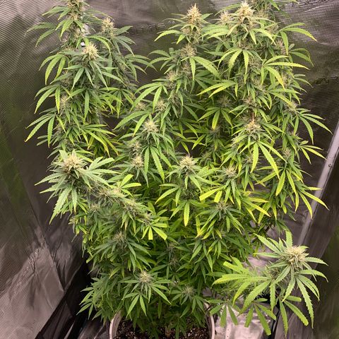 Unknown strain growlog timeline photo