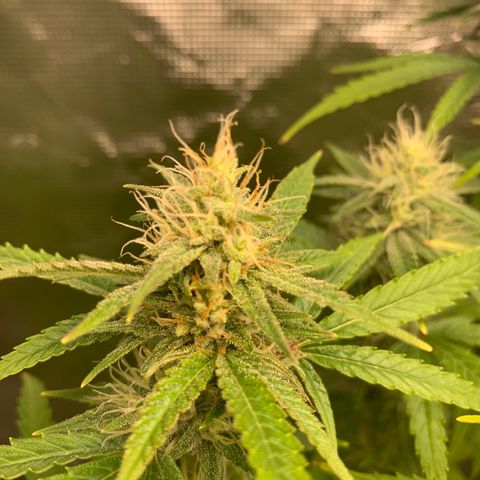 Unknown strain growlog timeline photo