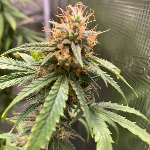 Unknown strain growlog timeline photo