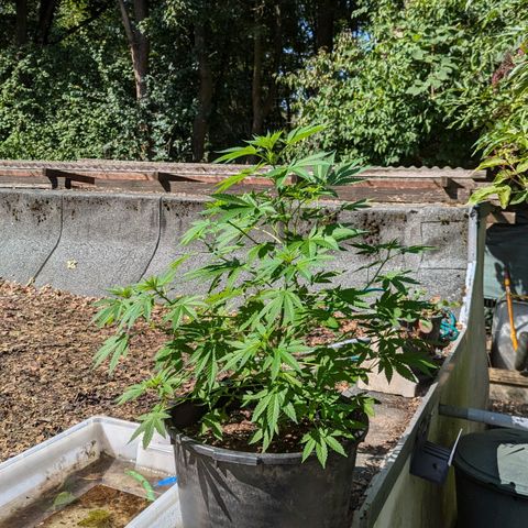 Jack Flash #5 growlog timeline photo