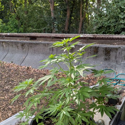 Jack Flash #5 growlog timeline photo