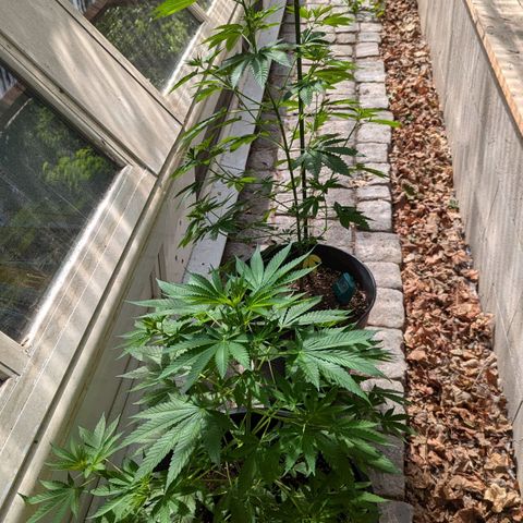 Jack Flash #5 growlog timeline photo