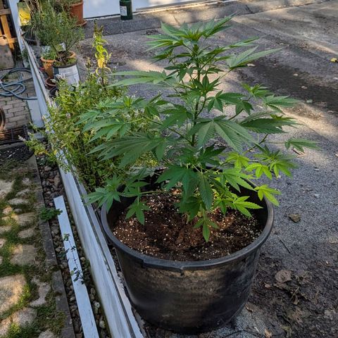 Jack Flash #5 growlog timeline photo