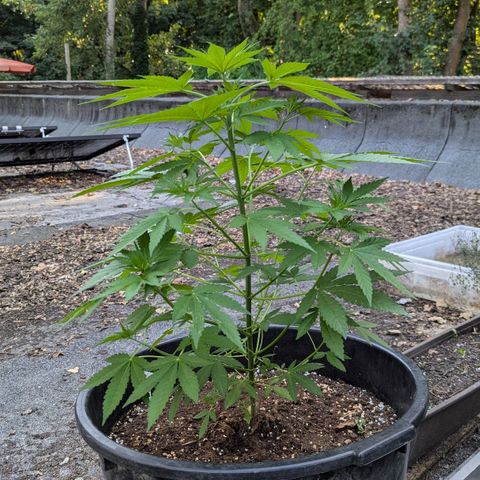 Jack Flash #5 growlog timeline photo