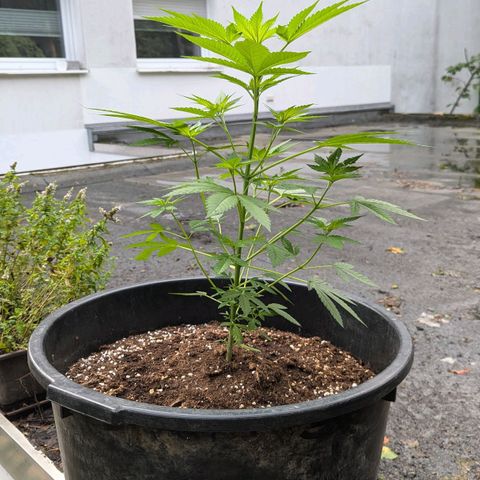 Jack Flash #5 growlog timeline photo