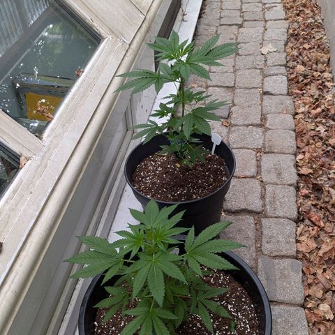 Jack Flash #5 growlog timeline photo