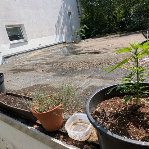 Jack Flash #5 growlog timeline photo
