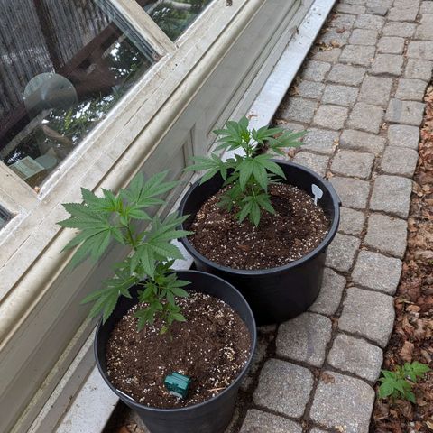 Jack Flash #5 growlog timeline photo