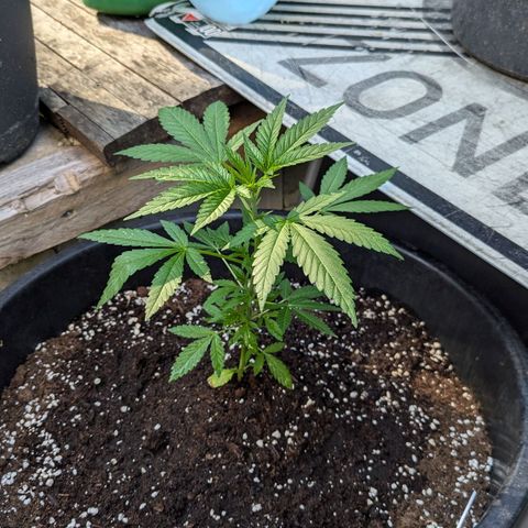 Jack Flash #5 growlog timeline photo