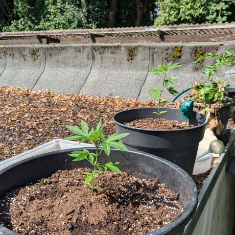 Jack Flash #5 growlog timeline photo