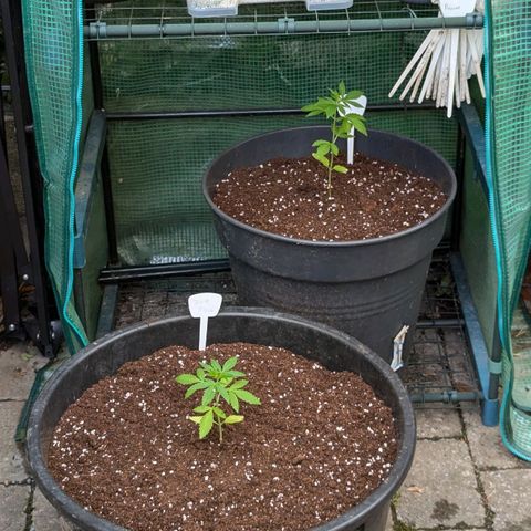 Jack Flash #5 growlog timeline photo