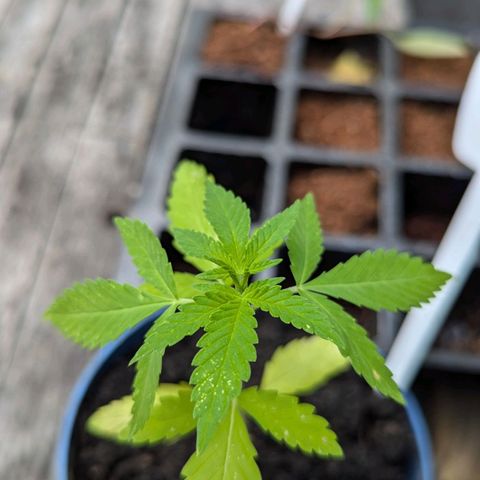 Jack Flash #5 growlog timeline photo