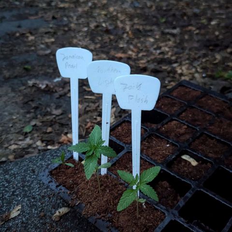 Jack Flash #5 growlog timeline photo