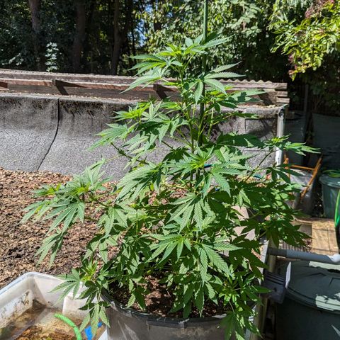 Jack Flash #5 growlog timeline photo