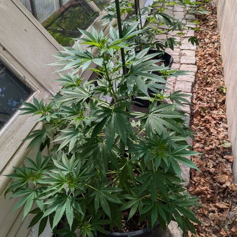 Jack Flash #5 growlog timeline photo