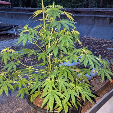 Jack Flash #5 growlog timeline photo