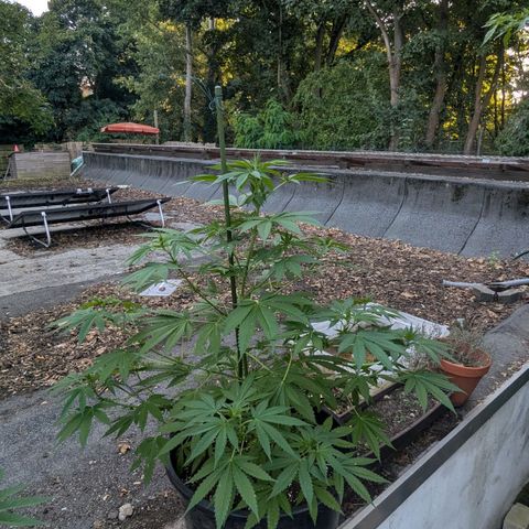 Jack Flash #5 growlog timeline photo