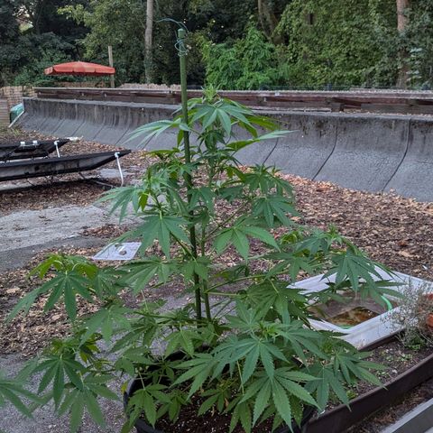 Jack Flash #5 growlog timeline photo