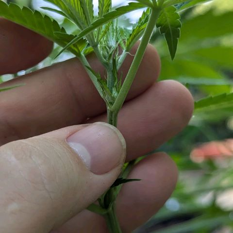 Jack Flash #5 growlog timeline photo