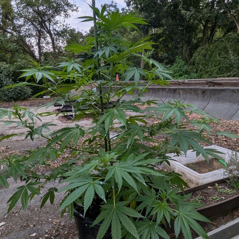 Jack Flash #5 growlog timeline photo