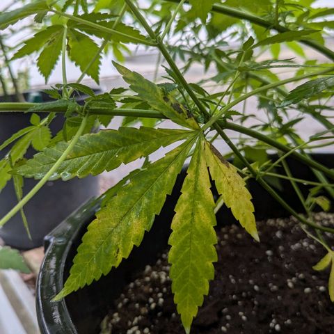 Jack Flash #5 growlog timeline photo