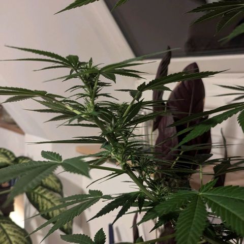 Jack Flash #5 growlog timeline photo