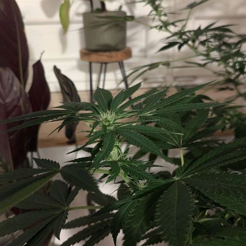 Jack Flash #5 growlog timeline photo