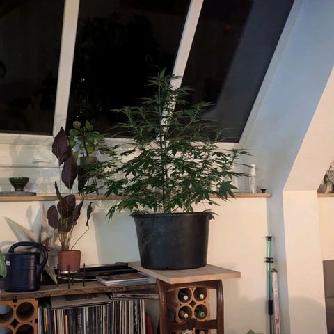 Jack Flash #5 growlog timeline photo