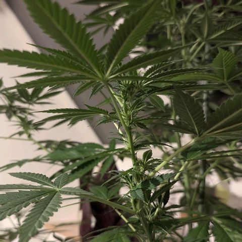 Jack Flash #5 growlog timeline photo
