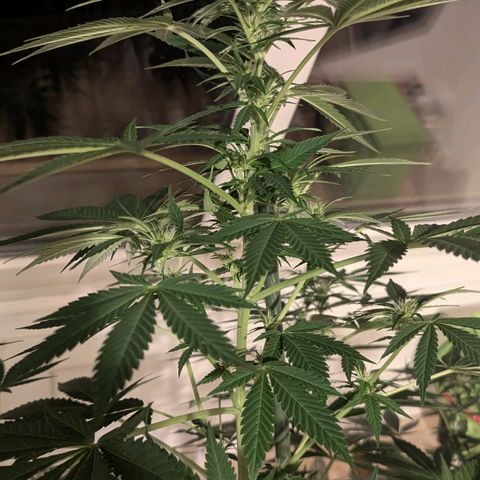 Jack Flash #5 growlog timeline photo