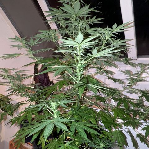 Jack Flash #5 growlog timeline photo