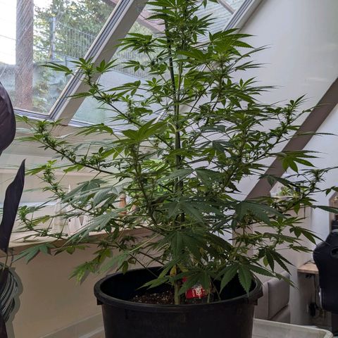 Jack Flash #5 growlog timeline photo
