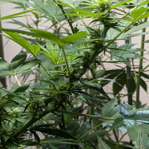 Jack Flash #5 growlog timeline photo