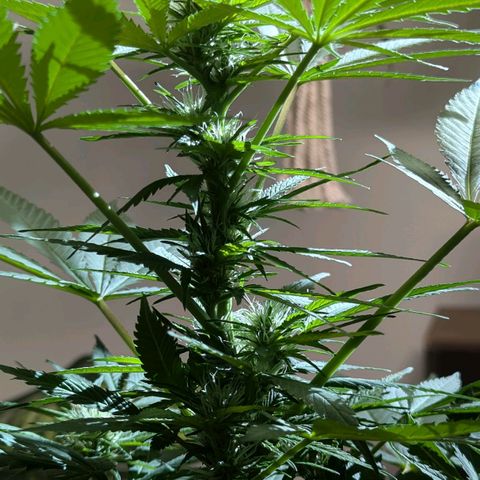 Jack Flash #5 growlog timeline photo