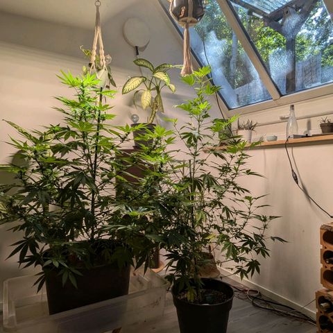Jack Flash #5 growlog timeline photo