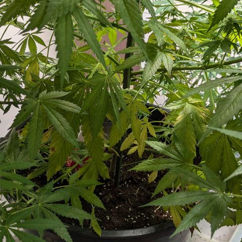 Jack Flash #5 growlog timeline photo