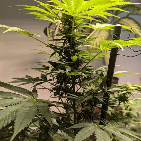 Jack Flash #5 growlog timeline photo