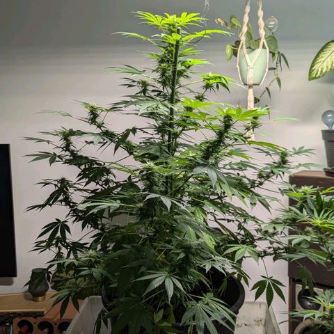 Jack Flash #5 growlog timeline photo