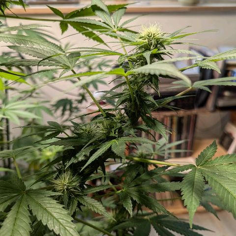 Jack Flash #5 growlog timeline photo