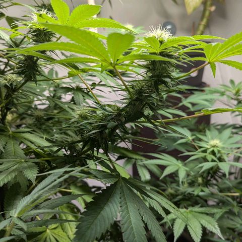 Jack Flash #5 growlog timeline photo